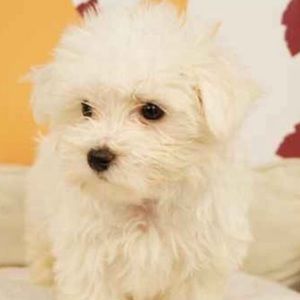 Meet your Posher, Annelise